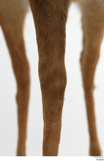 European roe deer leg 0022.jpg